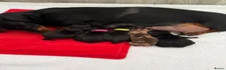 Miniature Dachshund dogs for sale: Stunning Miniature Dachshunds - Advert 3