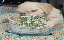 Golden Retriever dogs for sale:  KC Registered Golden Retriever Puppies.  - Image 14