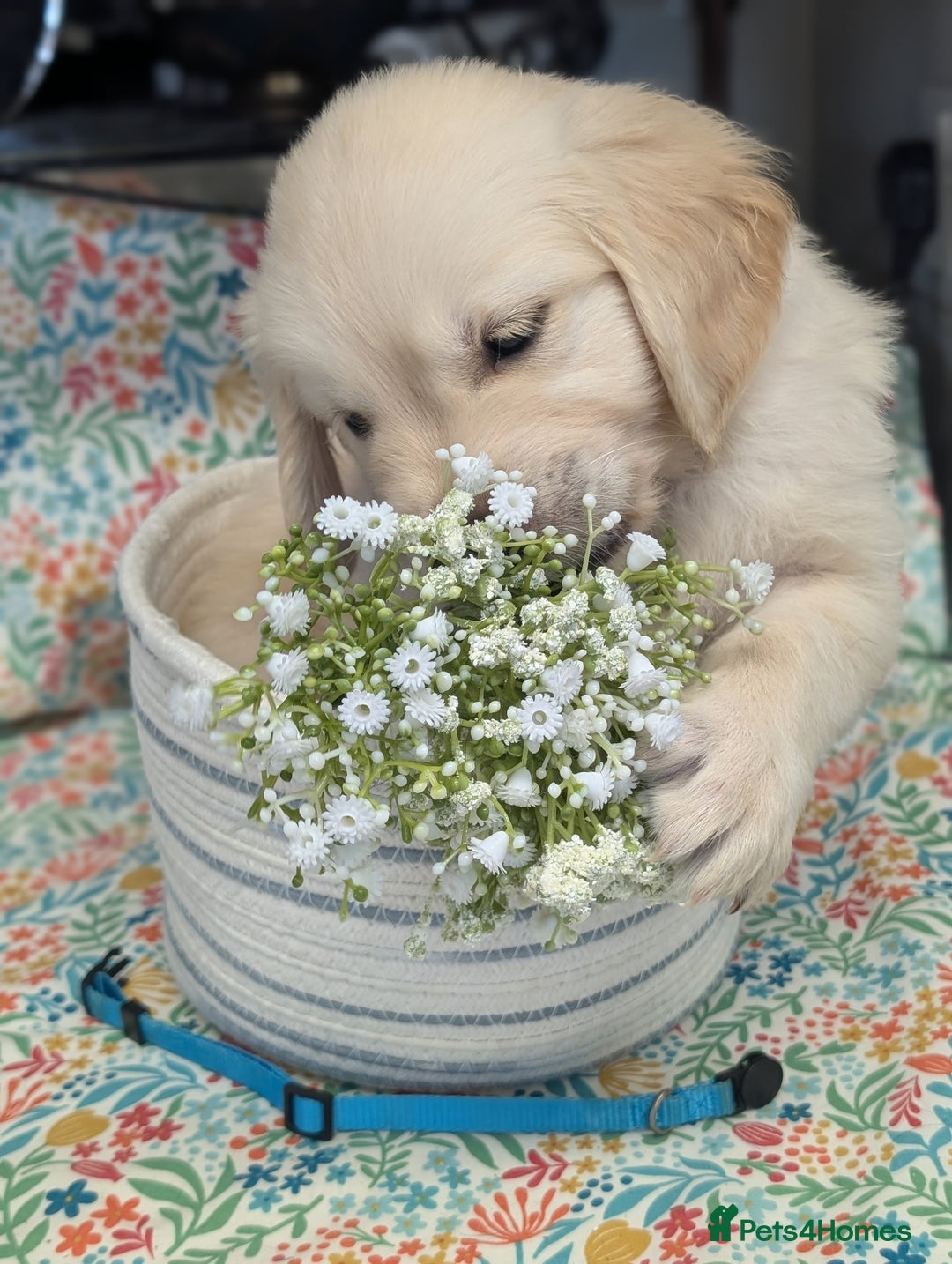 Golden Retriever dogs for sale:  KC Registered Golden Retriever Puppies.  - Image 14