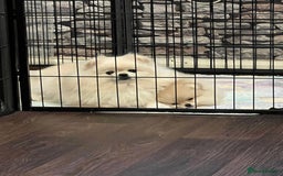 Pomeranian dogs for sale: Adorable Purebred Pomeranian Puppies – Male - Image 8