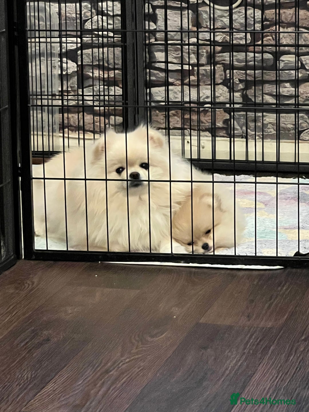 Pomeranian dogs for sale: Adorable Purebred Pomeranian Puppies – Male - Image 8