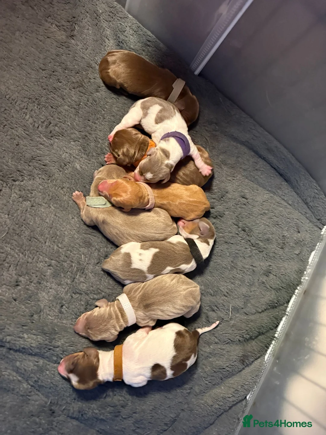 Miniature Dachshund dogs for stud: Halo Outstanding Isabella and Tan - Advert 6