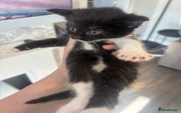 British Shorthair cats for sale: 4 beautiful kittens ready soon! - Image 4