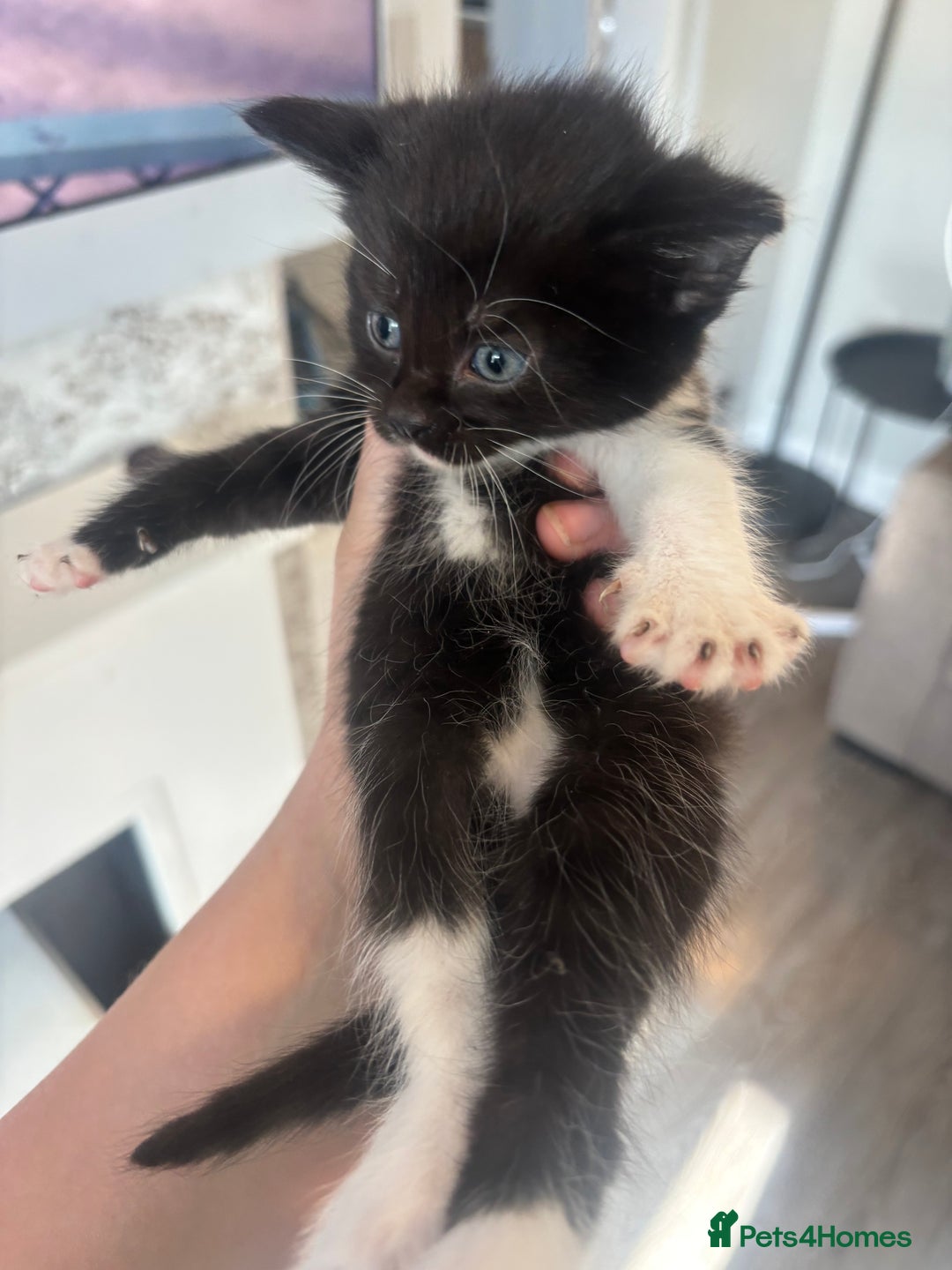 British Shorthair cats for sale: 4 beautiful kittens ready soon! - Image 4