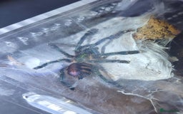 Tarantulas invertebrates for sale: TARANTULAS for SALE - setups included! - Image 5