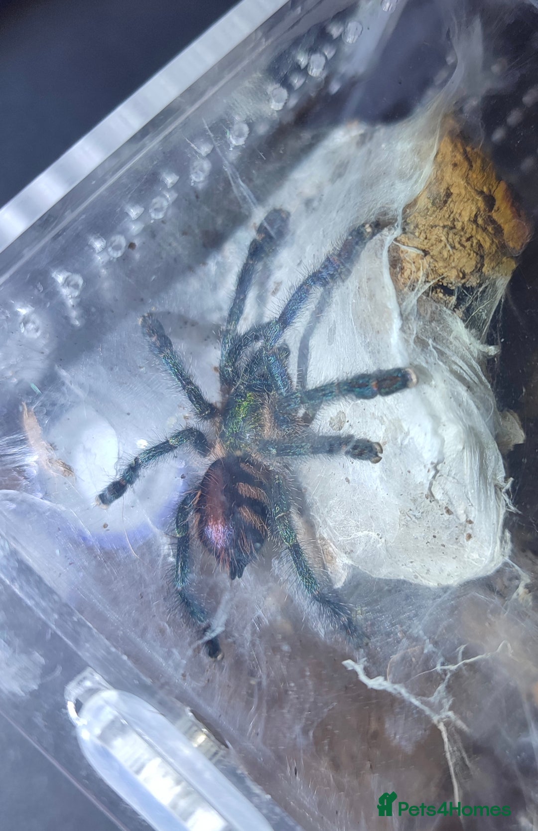 Tarantulas invertebrates for sale: TARANTULAS for SALE - setups included! - Image 5