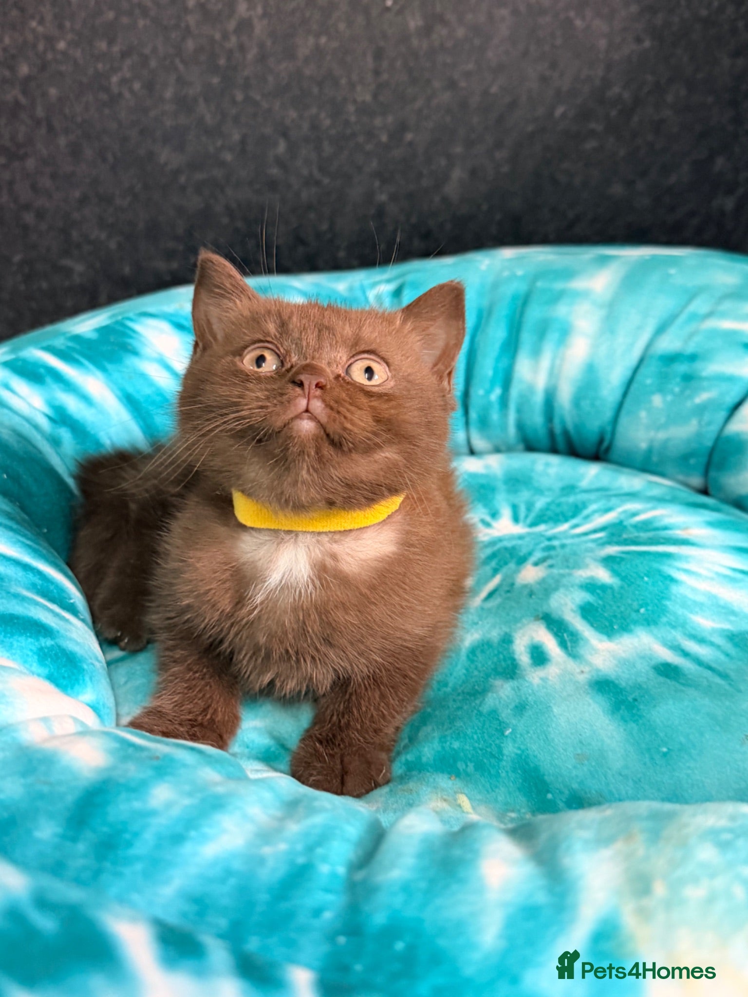 British Shorthair cats Fluffy BSH Kittens READY NOW - Advert 1