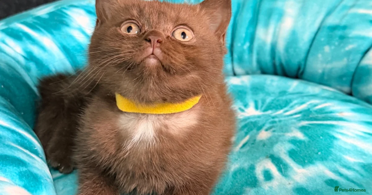 Kittens For Sale In Maidstone Kent Pets4Homes kittens-for-sale-in-maidstone-kent-pets4homes