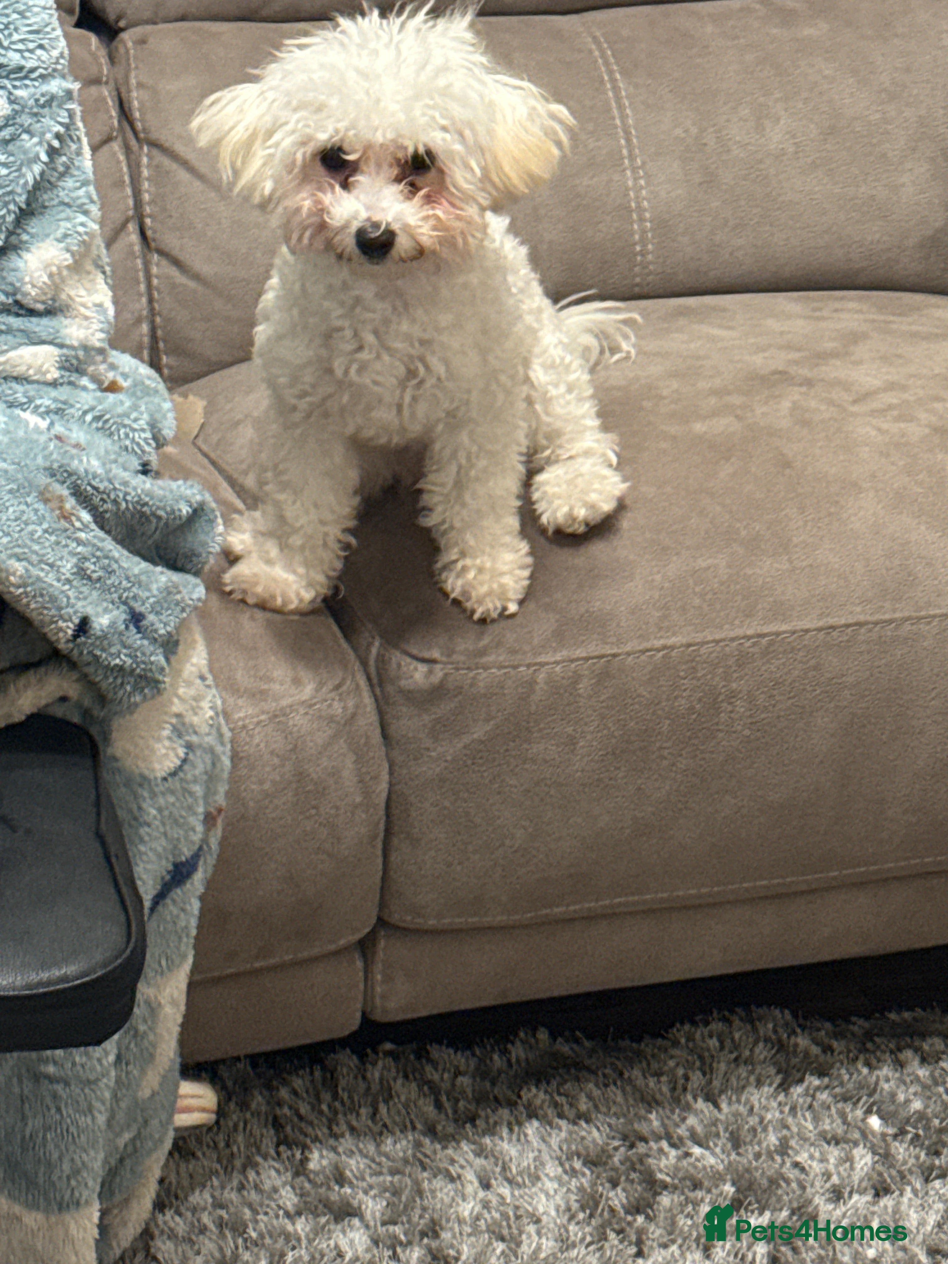 Poochon dogs Bianca - Advert 2