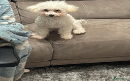 Poochon dogs for sale: Bianca - Image 1