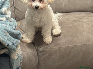 Poochon dogs - Advert 17