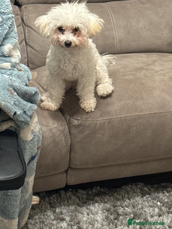 Poochon dogs - Advert 11