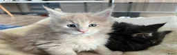Maine Coon cats for sale: Maine coon kittens available for reservation  - Advert 7