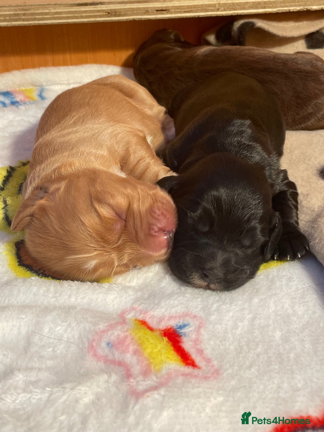 Cocker Spaniel dogs for sale: Puppies due 03/02/26 - Advert 4