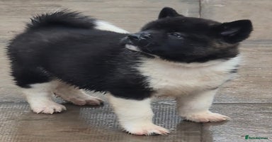 Akita dogs - Advert 4