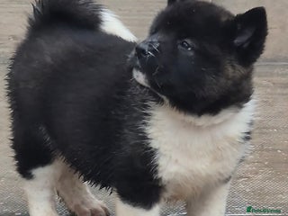 Akita dogs - Advert 3