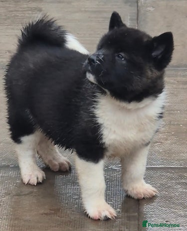 Akita dogs - Advert 1