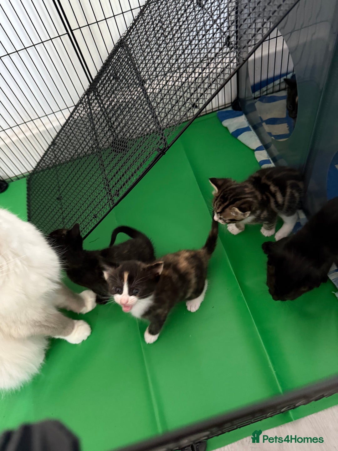 RagaMuffin cats for sale: Ragamuffin kittens  - Image 26