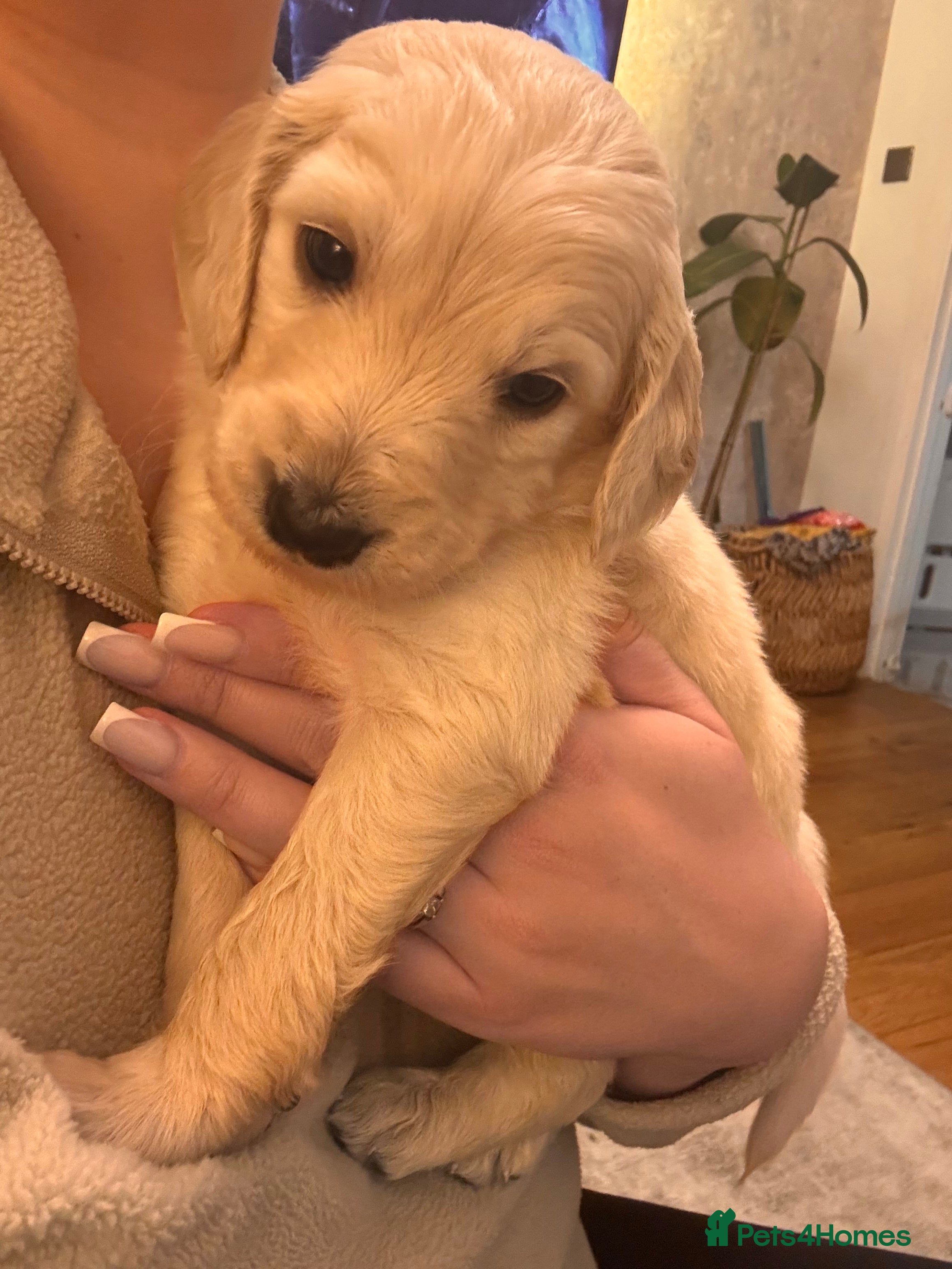 Goldendoodle dogs Beautiful F1b standard Goldendoodle puppies - Advert 8