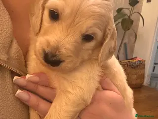 Goldendoodle dogs Beautiful F1b standard Goldendoodle puppies - Advert 6