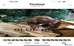 Cockapoo dogs for sale: F1 Cockapoo ( health tested parents) - Image 5