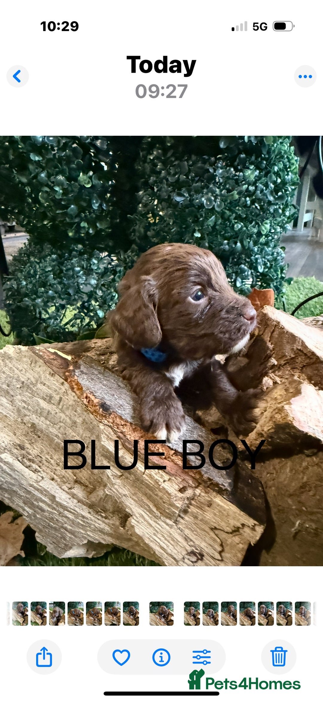 Cockapoo dogs for sale: F1 Cockapoo ( health tested parents) - Image 5