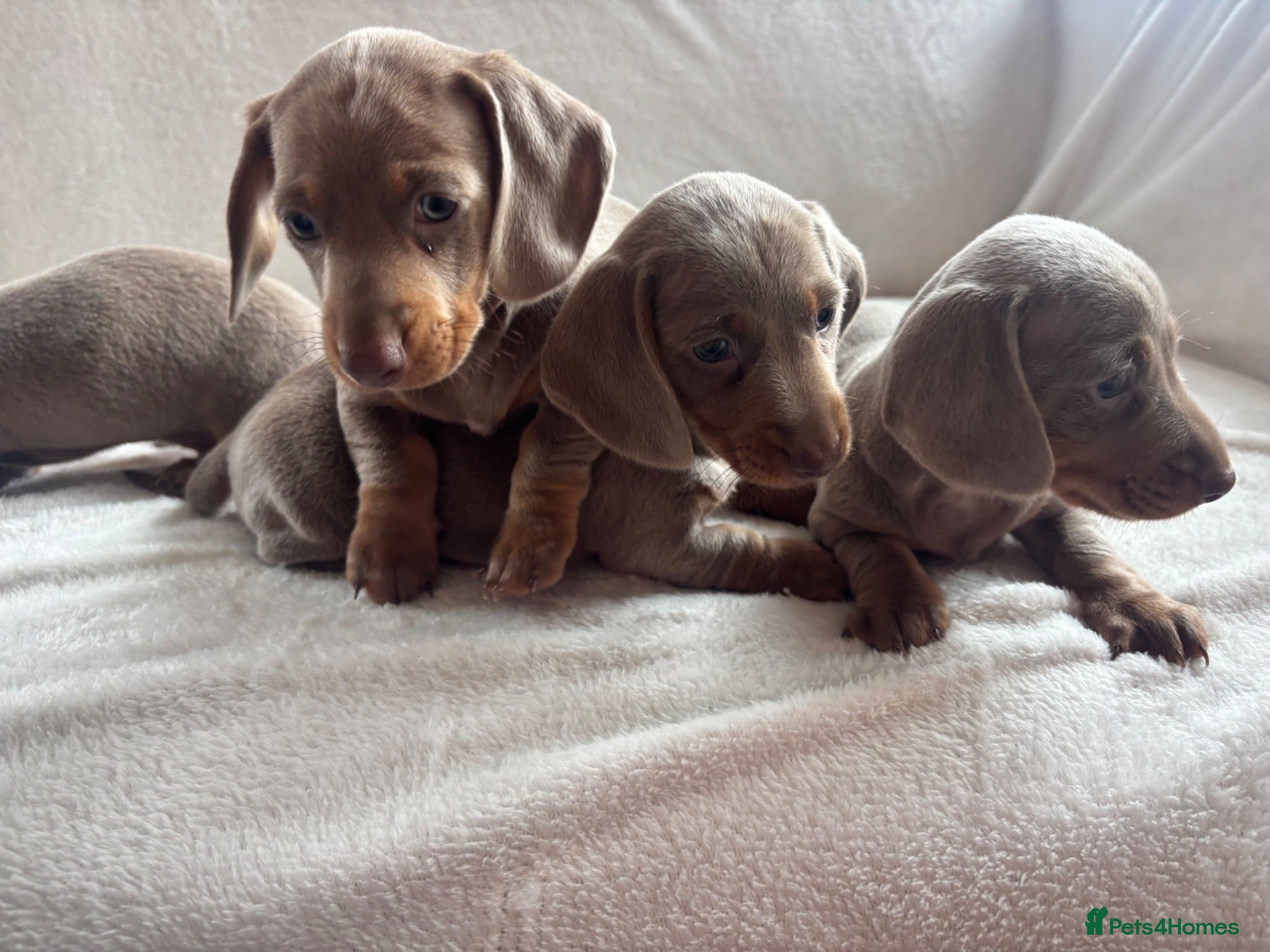 Miniature Dachshund dogs Miniature dachshund  - Advert 1