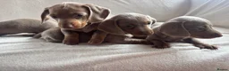 Miniature Dachshund dogs for sale: Miniature dachshund  - Advert 3