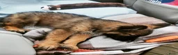 German Shepherd dogs for sale: Male German Shepherd - Reluctant Rehoming in Bristol - Advert 14