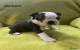 Boston Terrier dogs for sale: Boston terriers for sale - Image 12