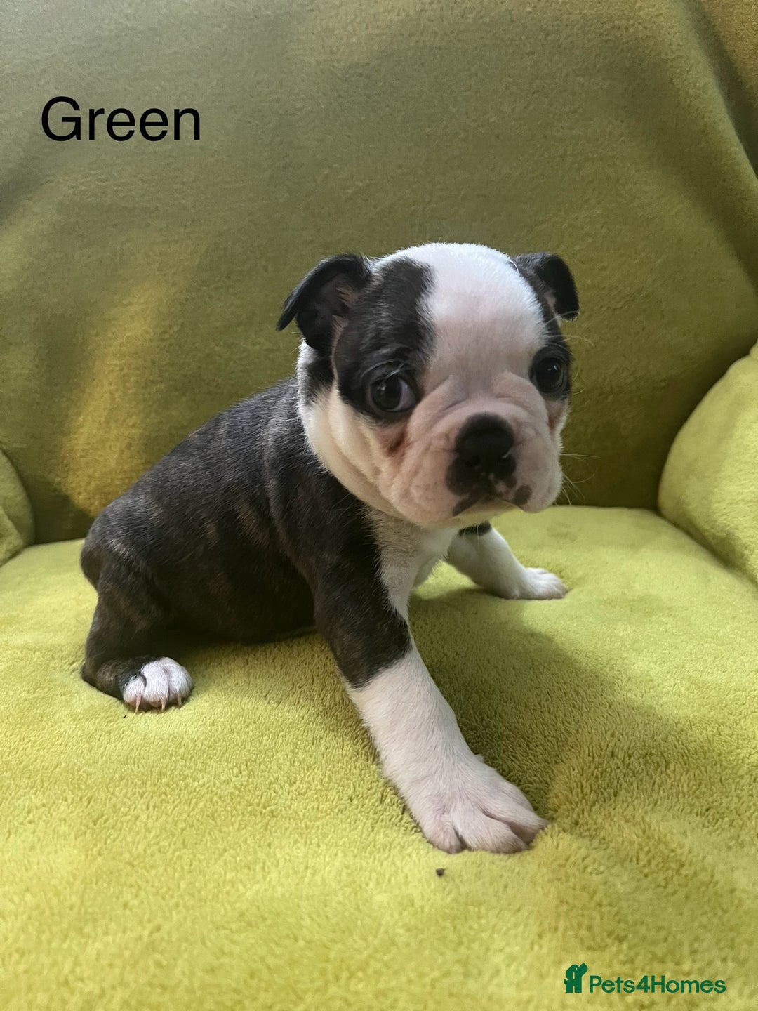 Boston Terrier dogs for sale: Boston terriers for sale - Image 12