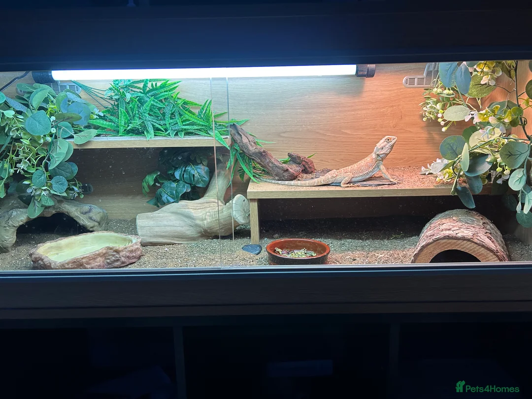 Bearded Dragon reptiles for sale: Male heated dragon 7 months old - Advert 4