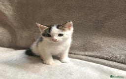 Mixed Breed cats for sale: Bring Home a Bundle of Joy Kittens Ready Oct. 2nd! - Image 27
