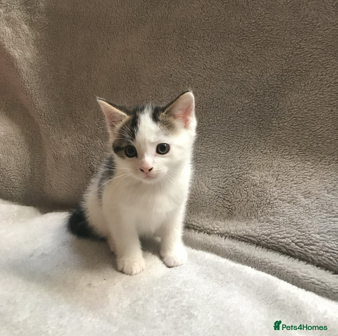 Mixed Breed cats for sale: Bring Home a Bundle of Joy Kittens Ready Oct. 2nd! - Image 27