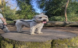 Mixed Breed dogs for sale: 2 Beautiful girl puppies  - Image 6