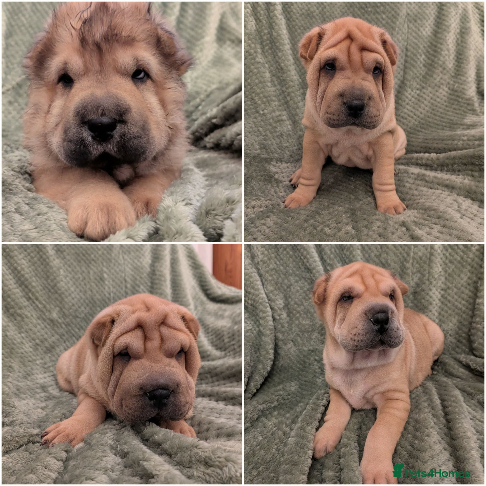 Shar Pei dogs Beautiful litter of Shar Pei Puppies  - Advert 1