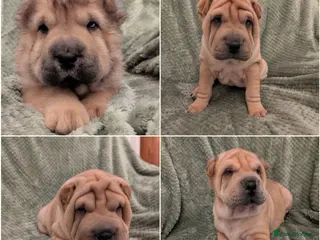 Shar Pei dogs Beautiful litter of Shar Pei Puppies - Advert 1