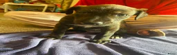 Lurcher dogs for sale: Beautiful Brindle puppies - Advert 6