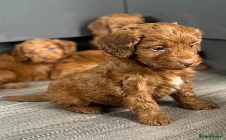 Cockapoo dogs - Advert 2