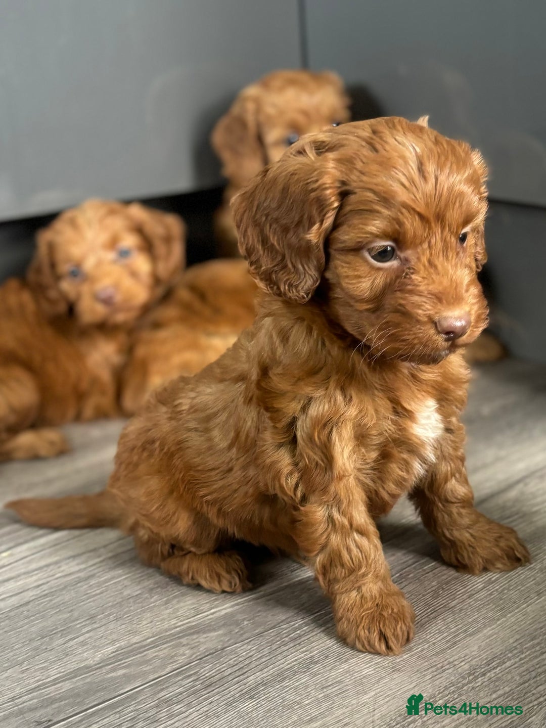 Cockapoo dogs for sale: Cockapoo puppies  - Image 1