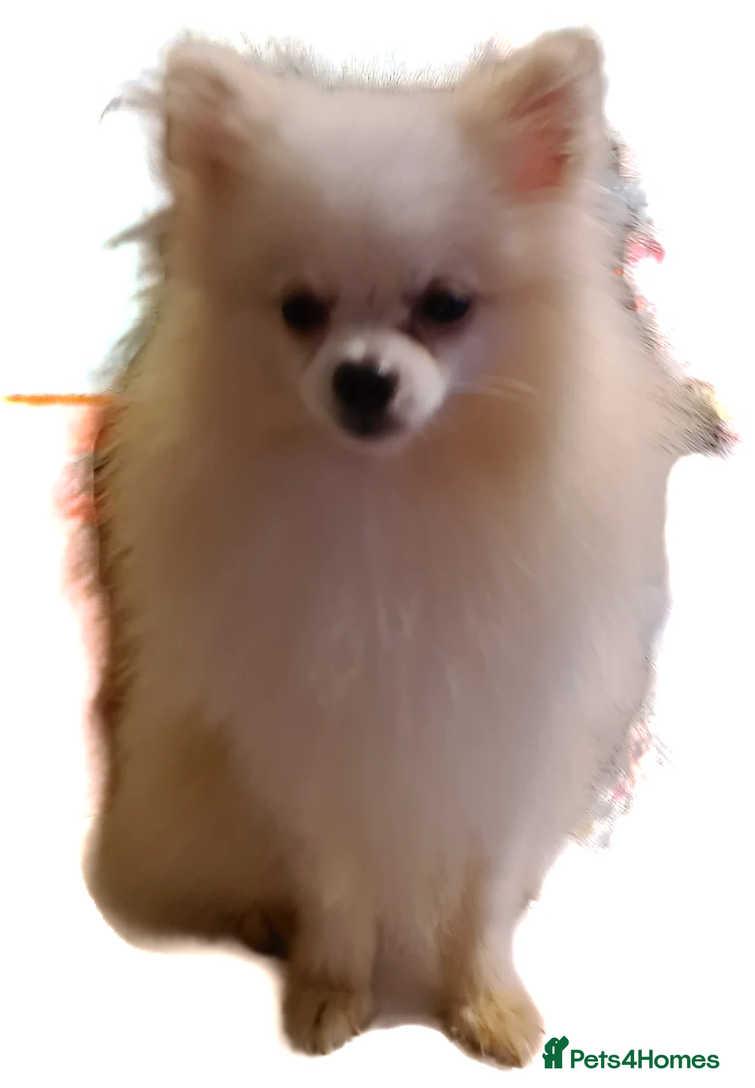 Pomeranian dogs for stud: White russian line kc reg pom  in Bedford - Advert 2