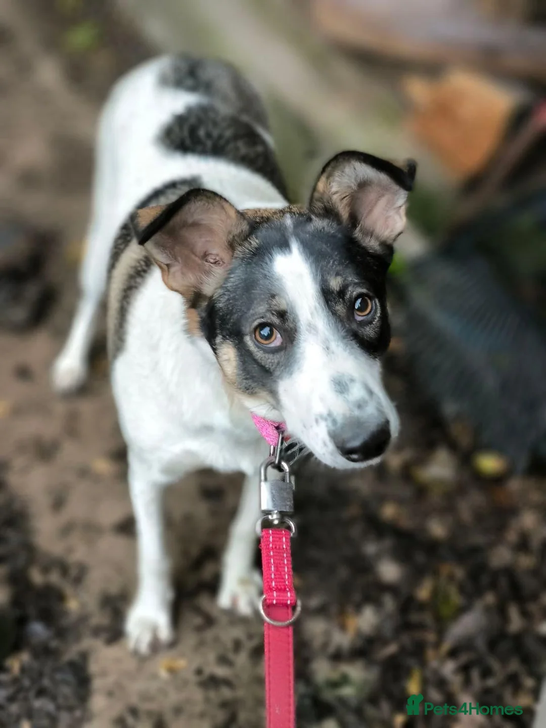 Mixed Breed dogs for adoption: ❤️🐶 JULIA - Advert 1