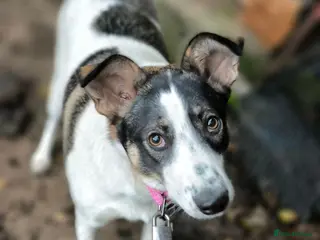 Mixed Breed dogs ❤️🐶 JULIA - Advert 2