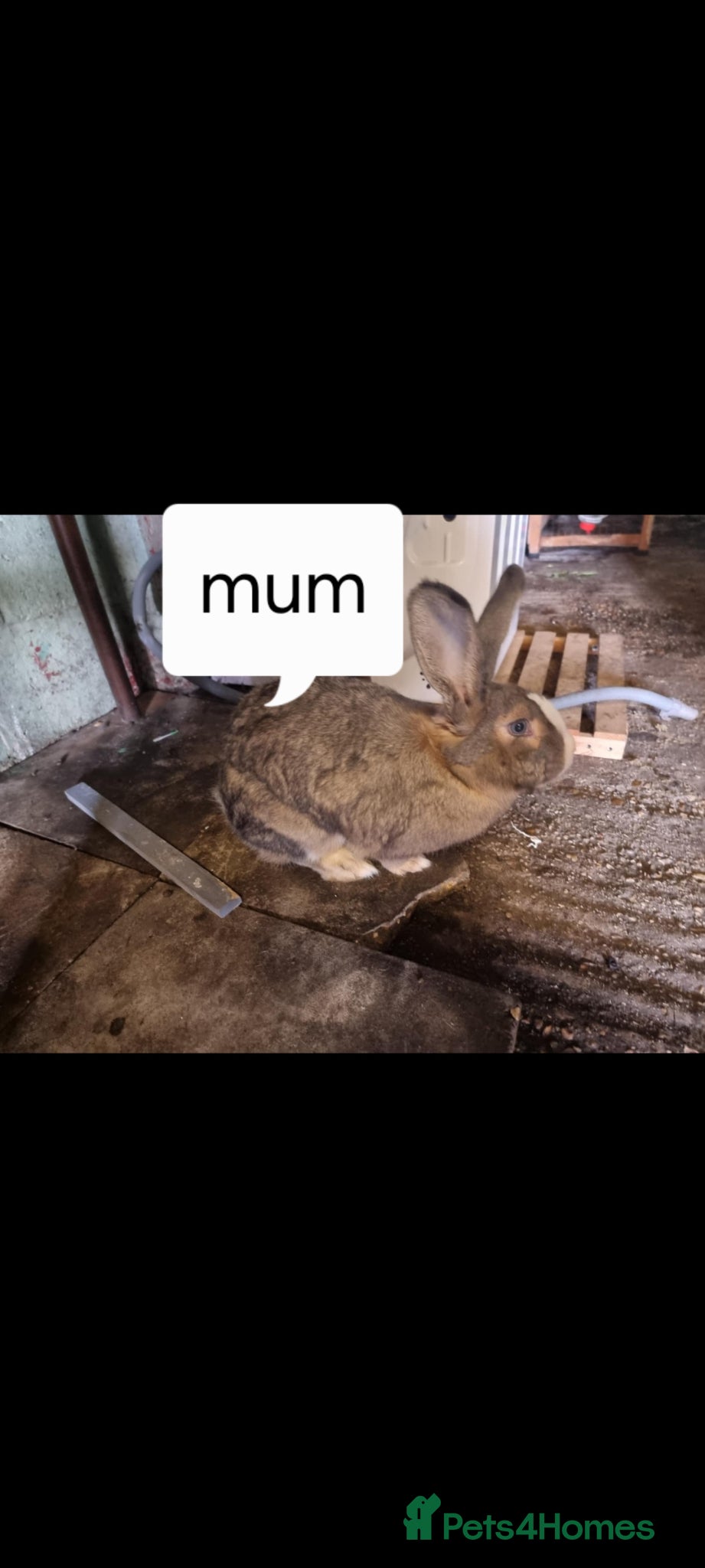 Continental Giant rabbits for sale: Pure Giant rabbits - Advert 2