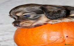 Miniature Dachshund dogs for sale: Stunning shaded cream and cream dachshunds  - Image 8