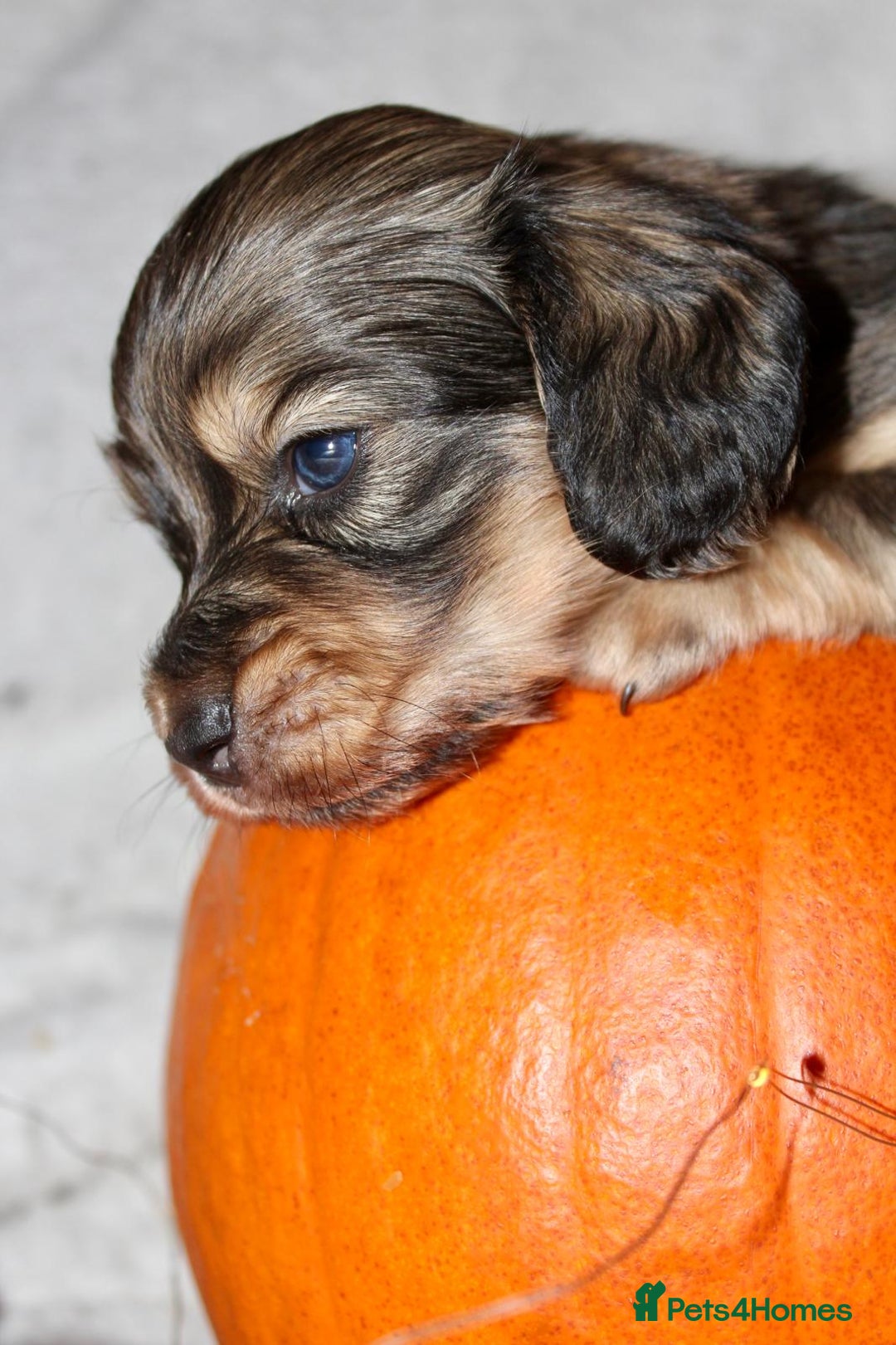 Miniature Dachshund dogs for sale: Stunning shaded cream and cream dachshunds  - Image 8