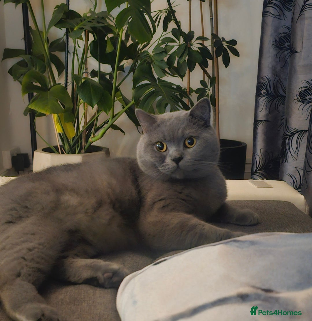 British Shorthair cats for stud: Perfect British Shorthair Stud in Leeds - Image 4
