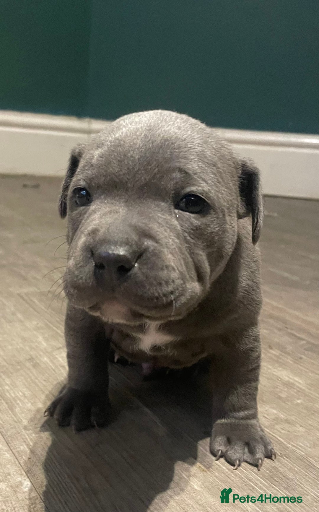 Staffordshire Bull Terrier dogs for sale: Staffordshire Blue KC Registered Kassius Pups - Advert 9