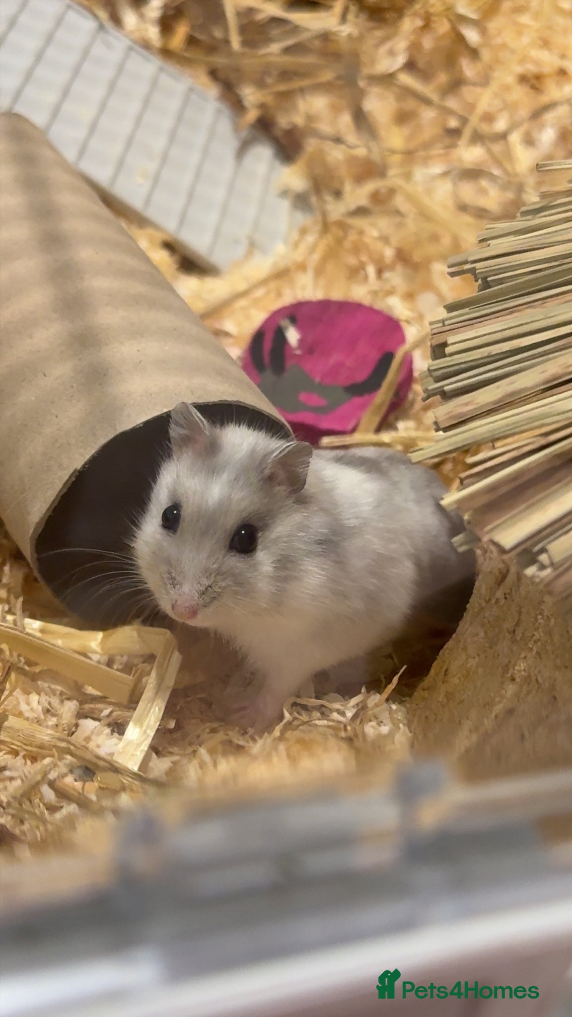 Hamster rodents Dwarf hamster  - Advert 15