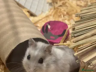 Hamster rodents Dwarf hamster - Advert 15